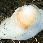 Mammilla melanostoma
